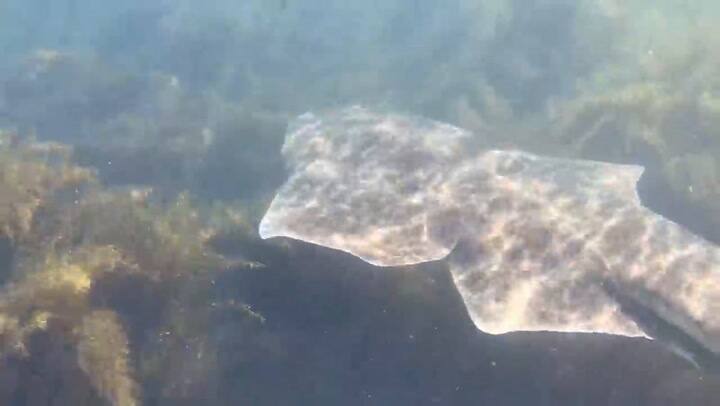Una profesora de kayak se cruzó con una especie inusual de tiburón en las aguas de Irlanda