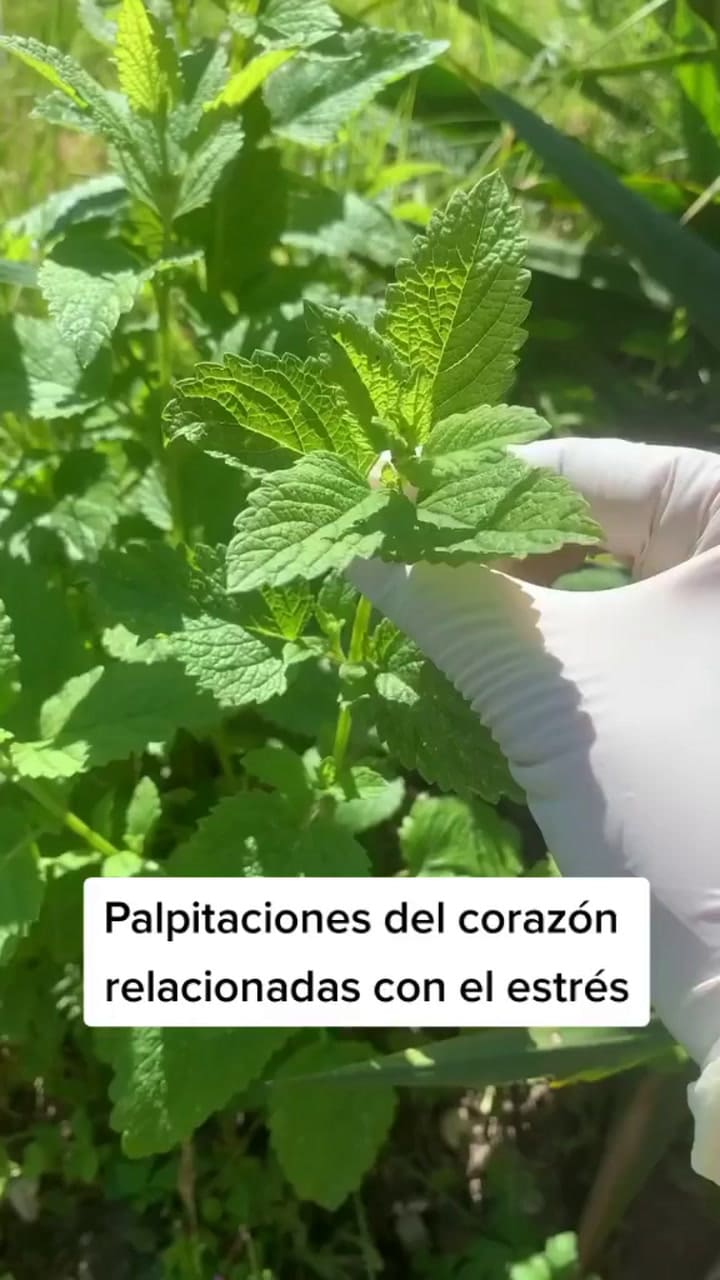 #Melissa #Calmante #Digestion #Estres #Sueño #Plantasmedicinales #Plantasaludables (1)