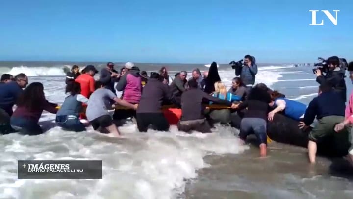 Así volvieron a introducir las orcas al mar