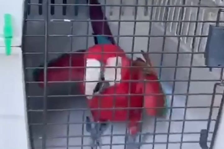 GIF AVES