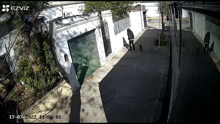Abandonó a su perro en plena calle
