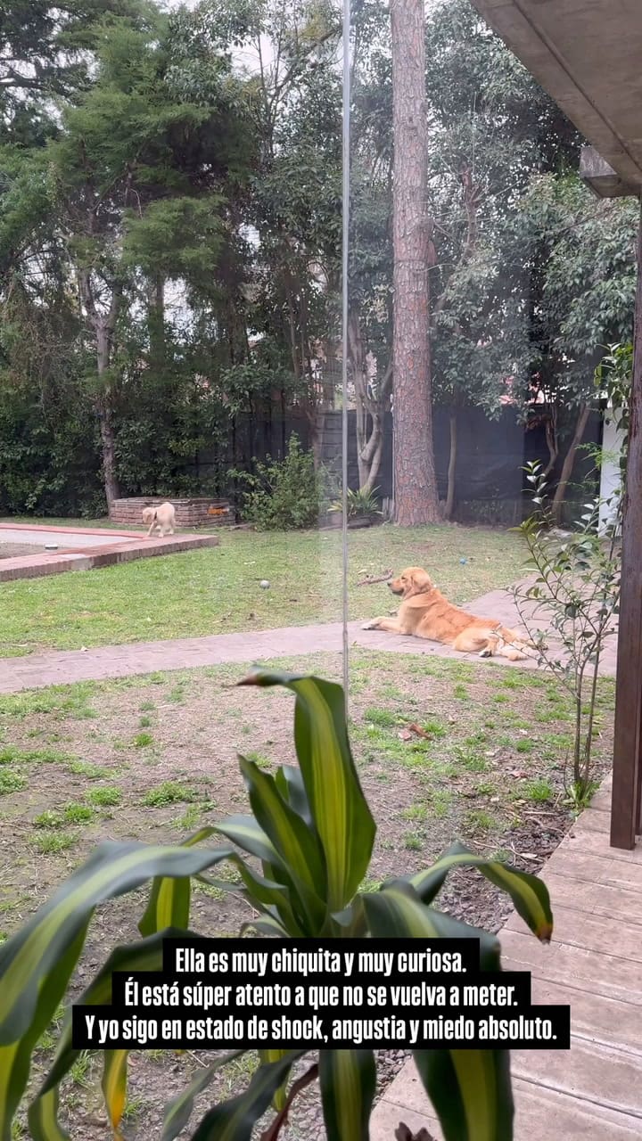 Francisco Lago mostró cómo su perra casi se ahoga