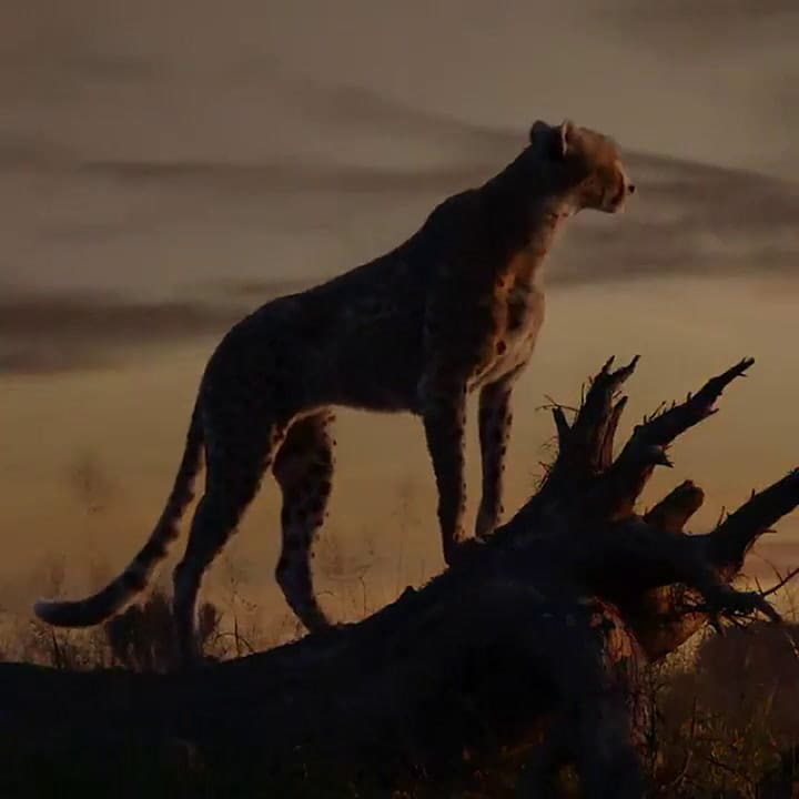Disney estrenó el segundo trailer de El Rey León - Fuente: Twitter