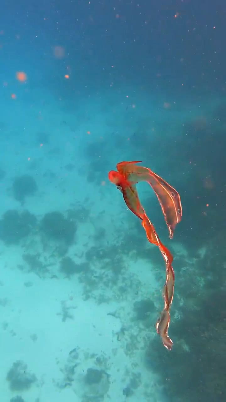 No se tenía registro en video del pulpo manta desde el 2002
