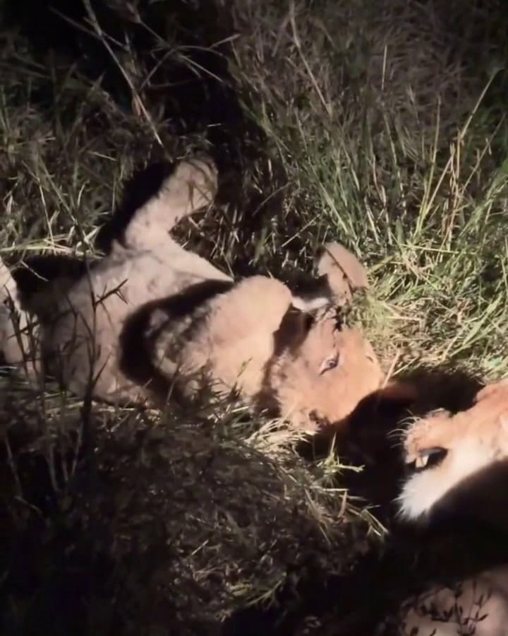La travesía de Carla Pereyra y Diego Simeone por un safari en Sudáfrica
