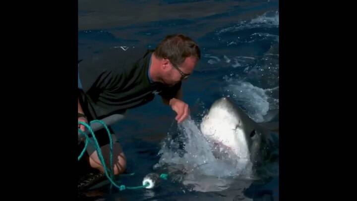 Quiso tocar a un tiburón y casi le arranca la mano