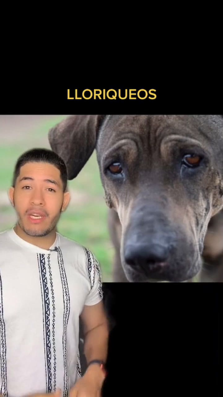 ¿Cómo identificar si mi perro está sufriendo el frío?