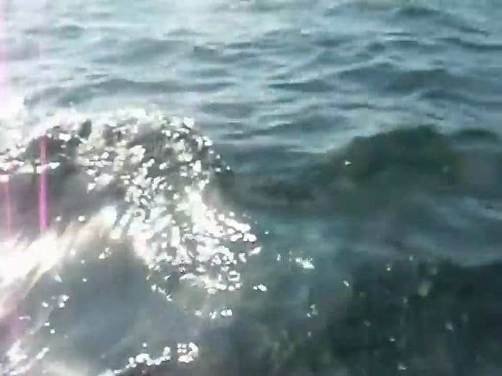 Un tiburón blanco habría aparecido en aguas británicas hace 10 años