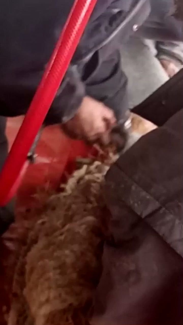Esquila de guanaco en Santa Cruz