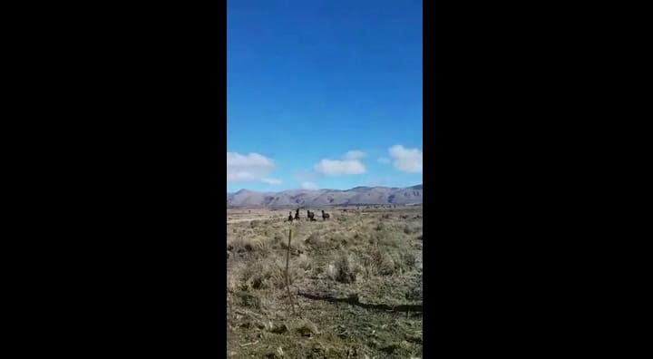 Caballos del Parque Provincial Tornquist, descendientes de los históricos Gato y Mancha