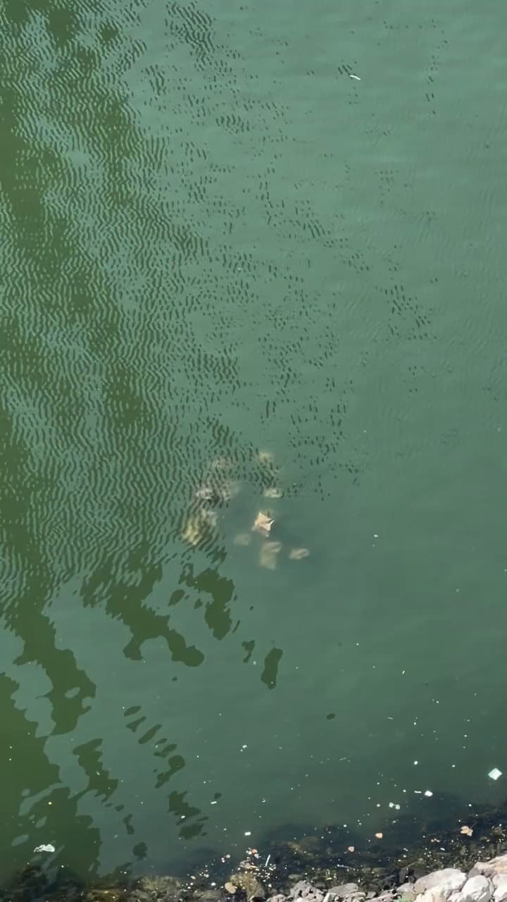 El grupo de rayas en uno de los canales más contaminados de Nueva York
