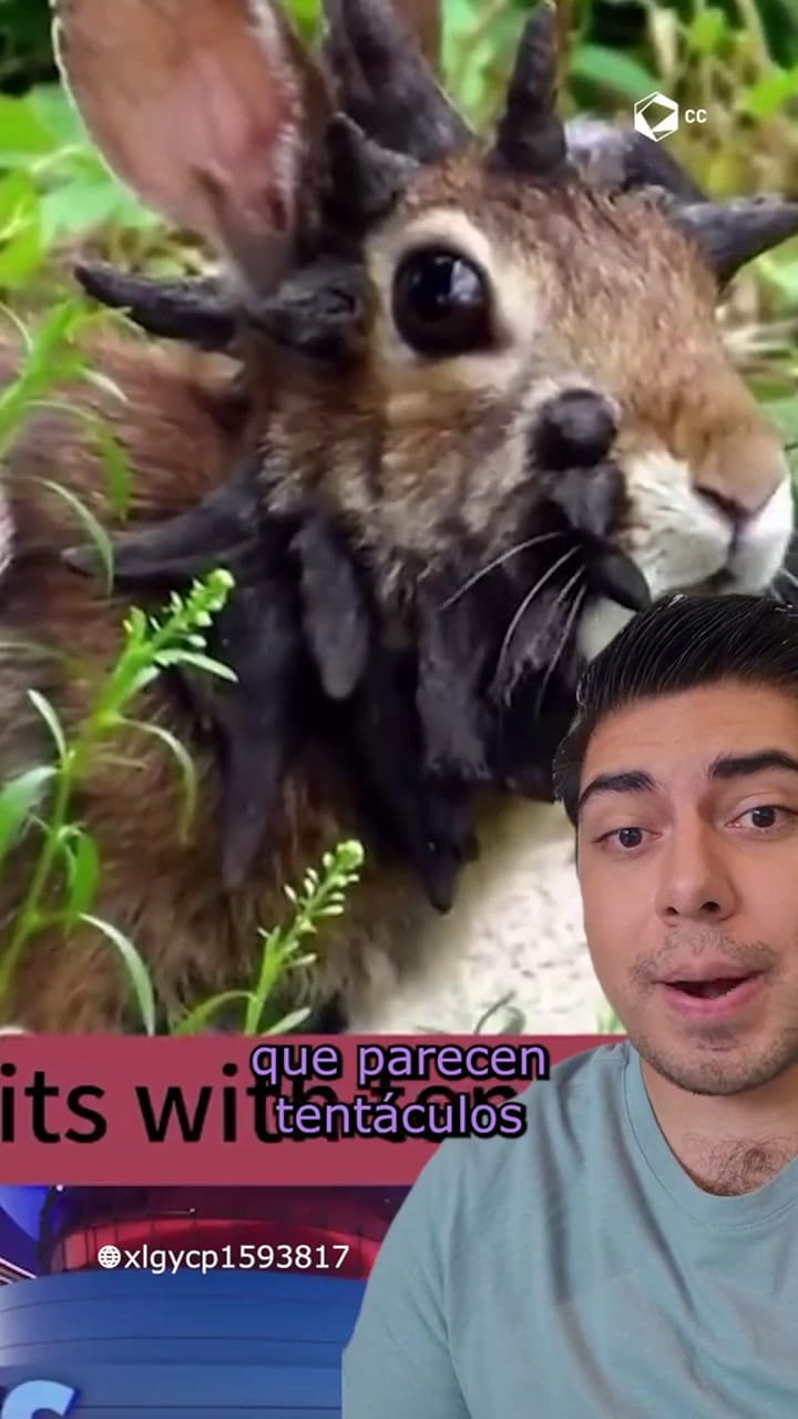 El virus del papiloma de los conejos de cola de algodón