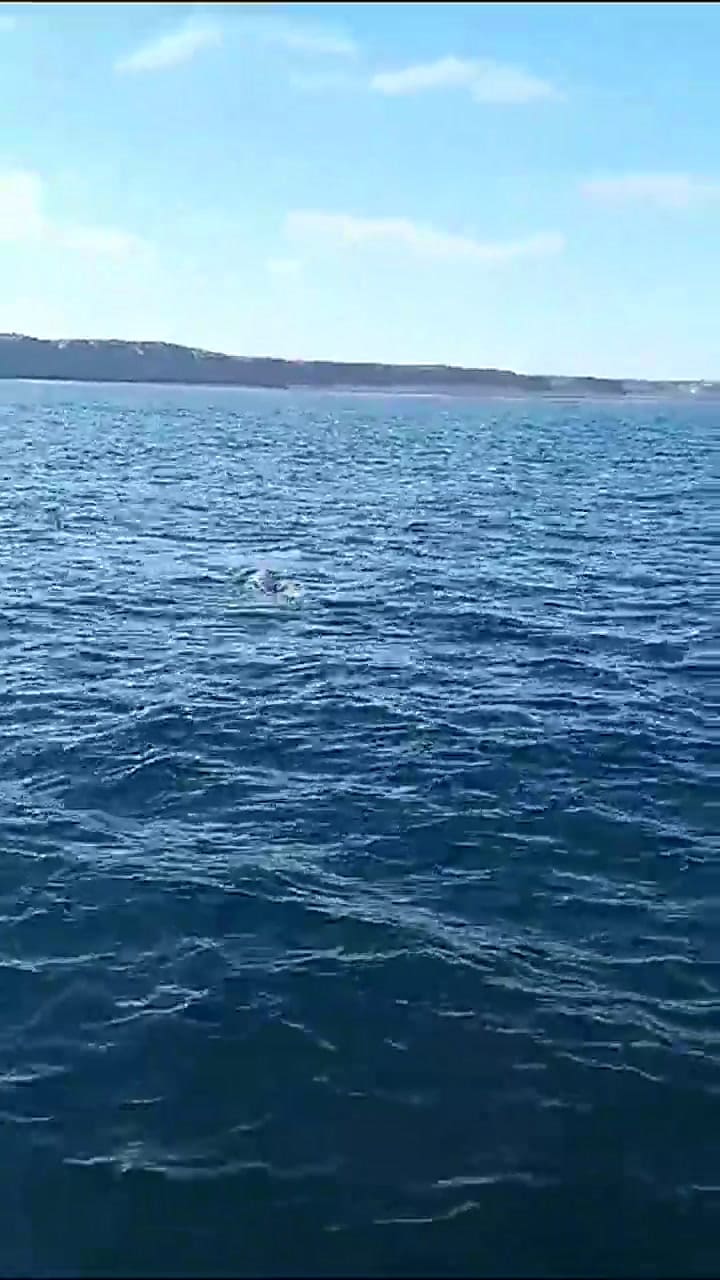 Compilado ballenas