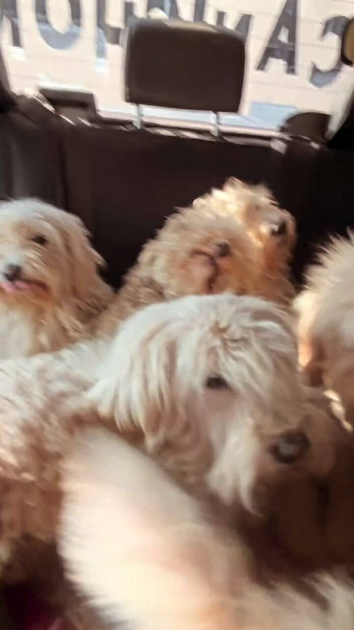 En sus últimos días continuó con las tareas de rescate y asistencia a los animales