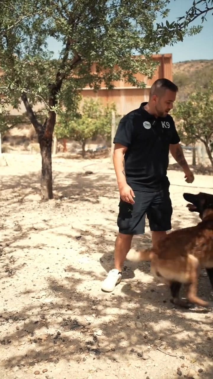 El consejo de un adiestrador canino que se hizo viral en las redes