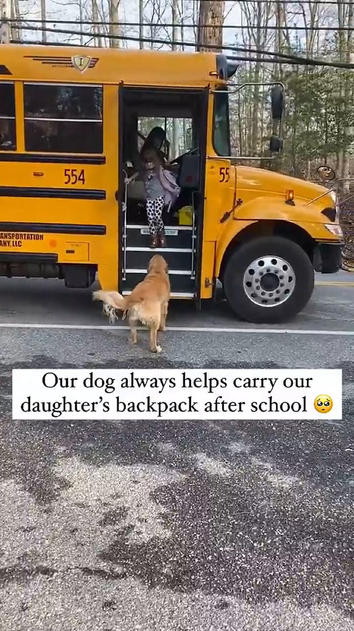 Un perro espera a la nena de la familia en la parada del bus y la ayuda con la mochila