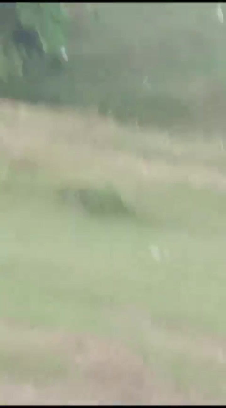 Estaban en un picnic y fueron atacados por un leopardo: el video de los momentos de terror
