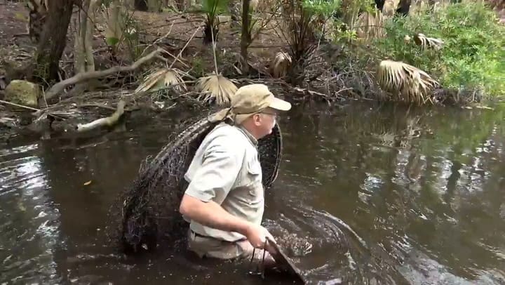El desconcertante hallazgo de tortugas mordedoras de caimanes en Florida