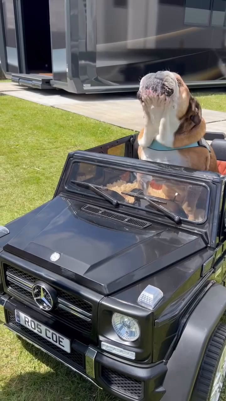 Lewis Hamilton presentó a Roscoe, el carismático bulldog que tiene su propia cuenta de Instagram