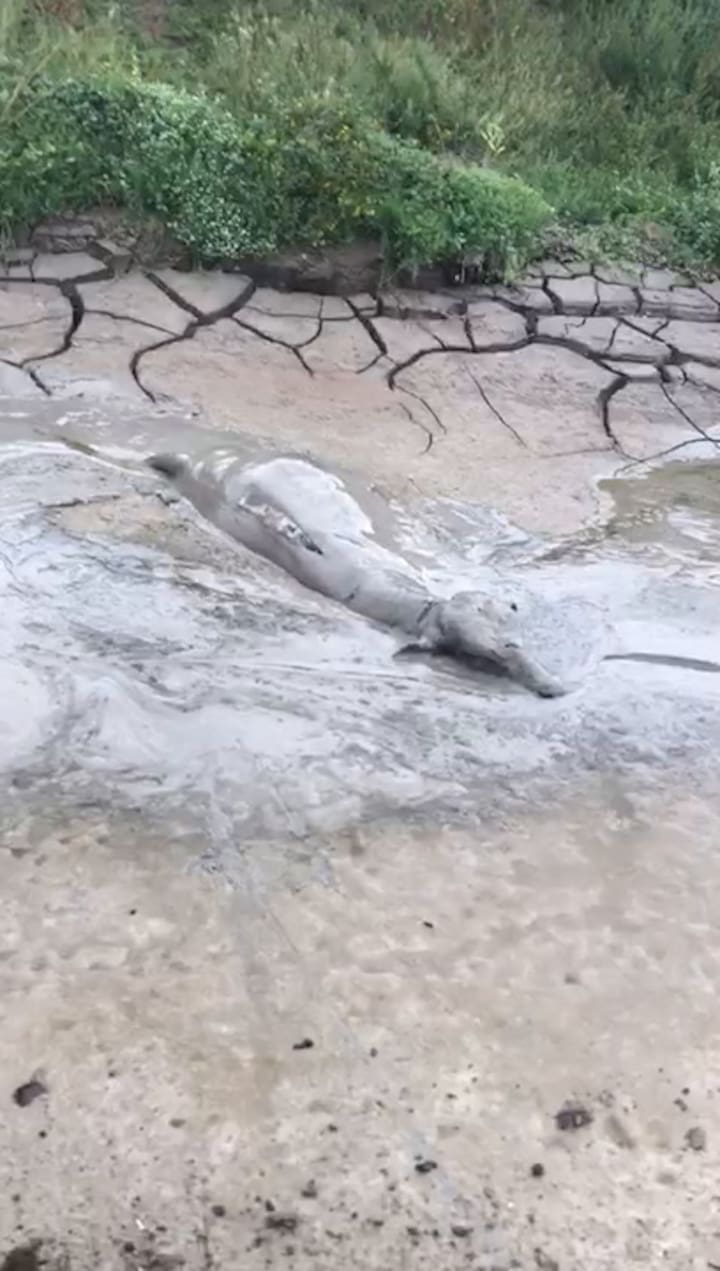 Con los campos bajo agua, los productores trasladan la hacienda a las pocas zonas firmes que quedan para intentar salvarla