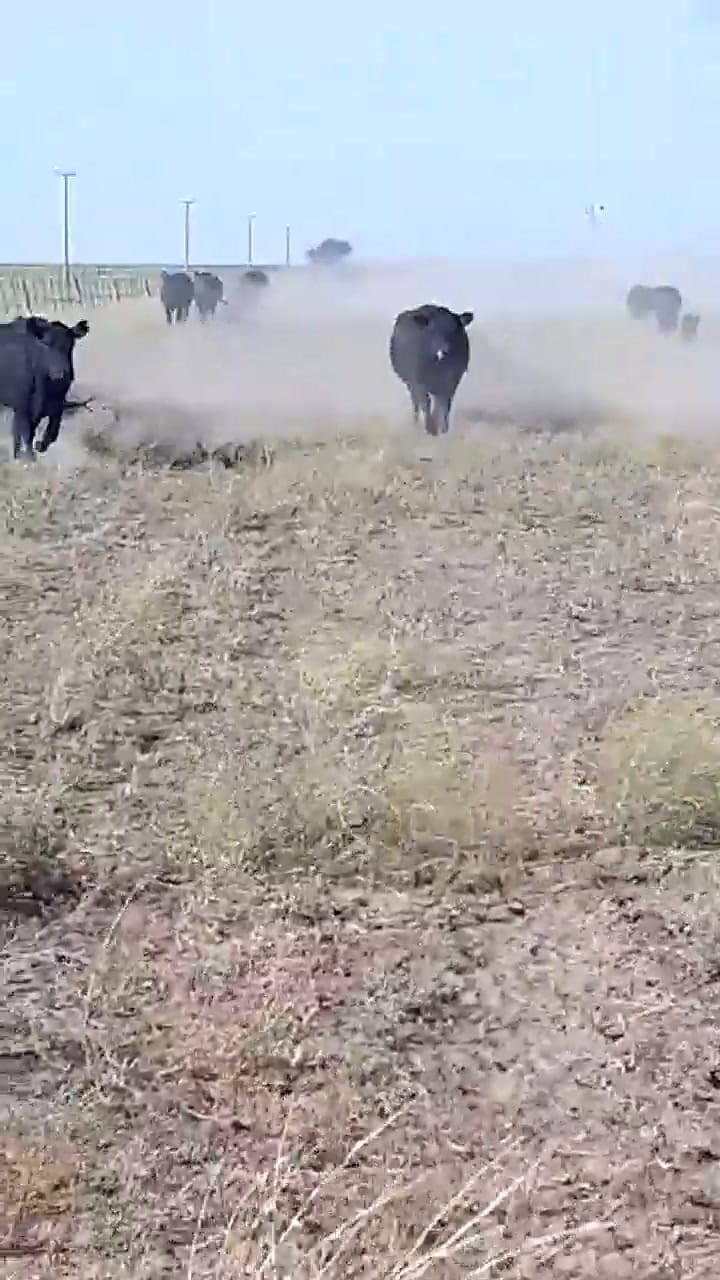 La sequía en La Pampa en primera persona