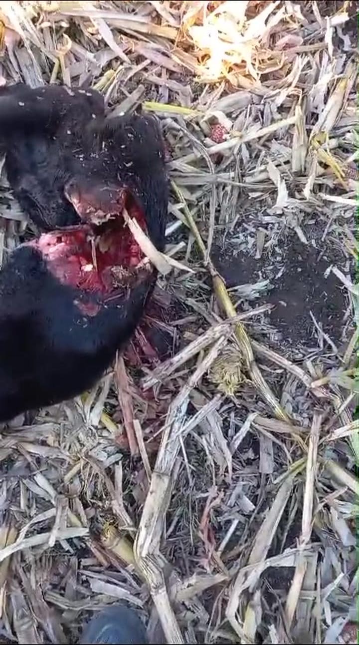Video Del Ternero