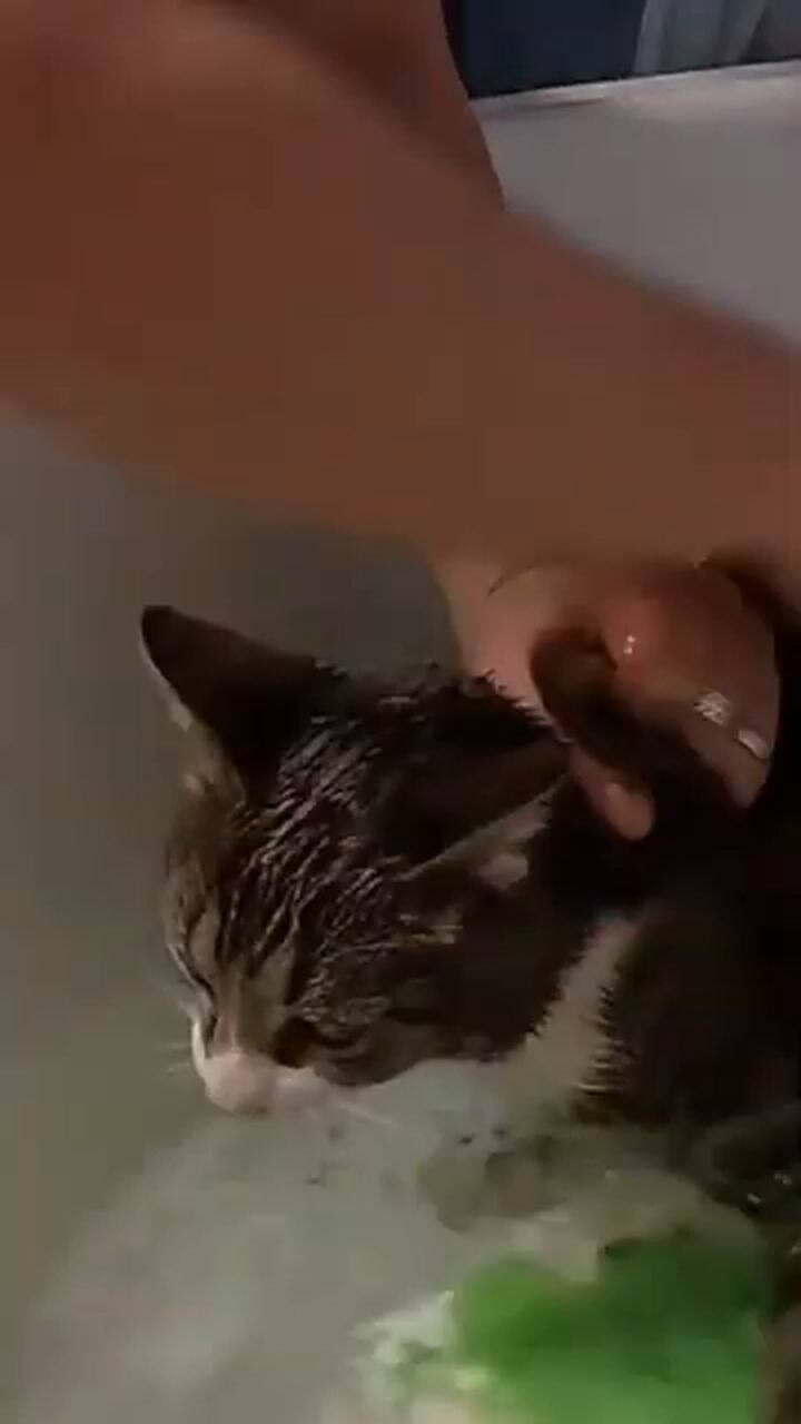 La razón por la que no hay que bañar a los gatos