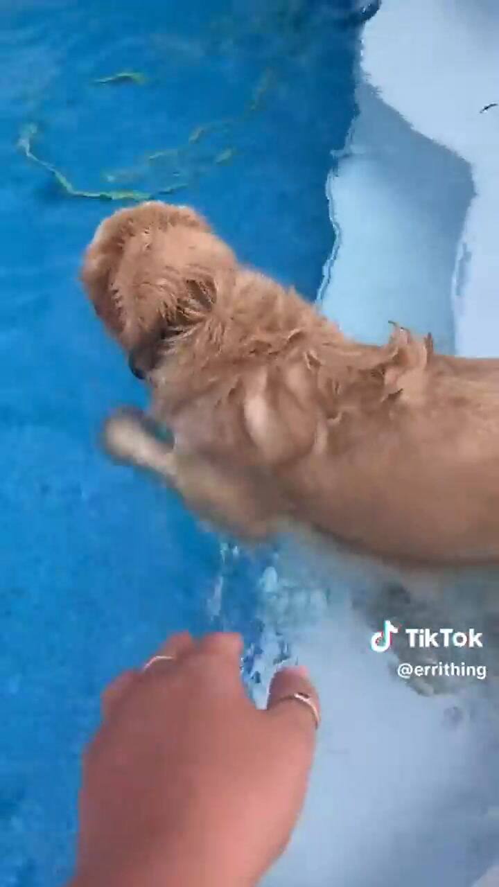El perro huyó de la ola de calor de un modo peculiar