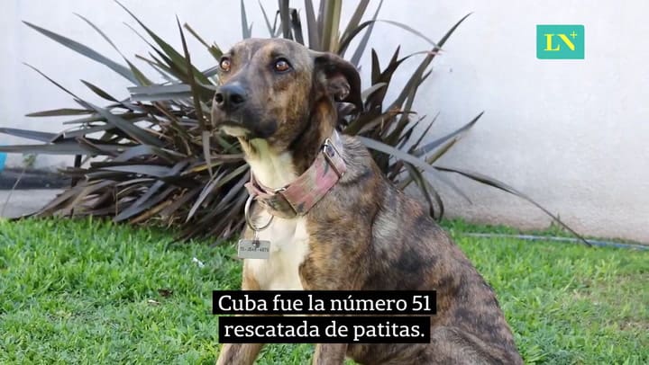 Patitas al rescate