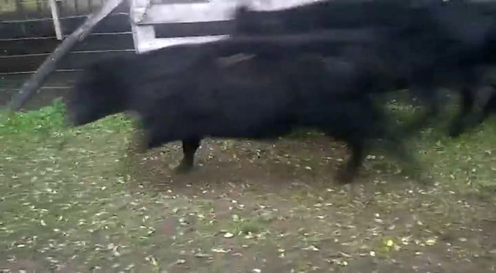 Una centella mató 13 animales en Tapalqué