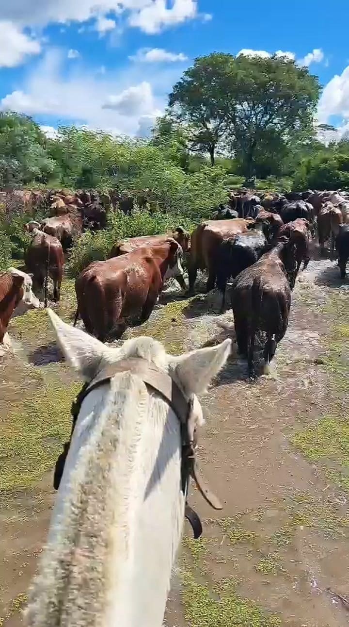Algunos animales salen en barco y otros a arreo