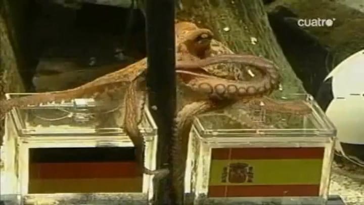 El pulpo Paul, el protagonista del Mundial 2010 que recibió amenazas de muerte por “adivinar” los ganadores