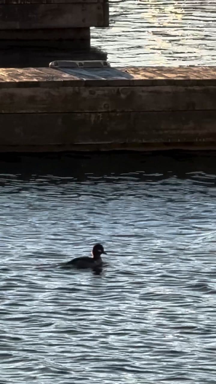 Video Casa Flotante
