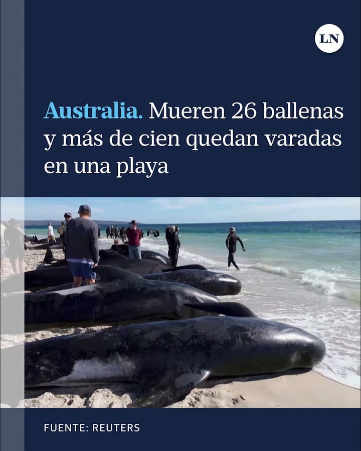Australia: mueren 26 ballenas y más de cien quedan varadas en una playa
