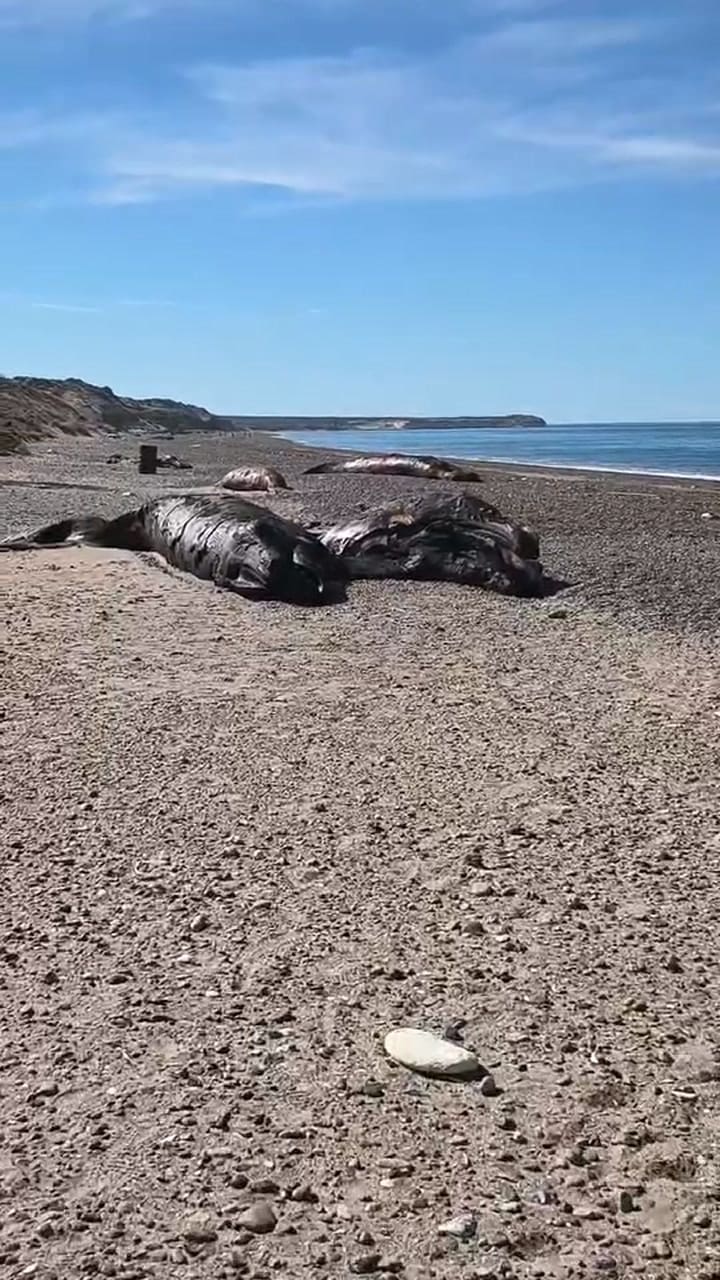 Alerta por la mortandad de ballenas
