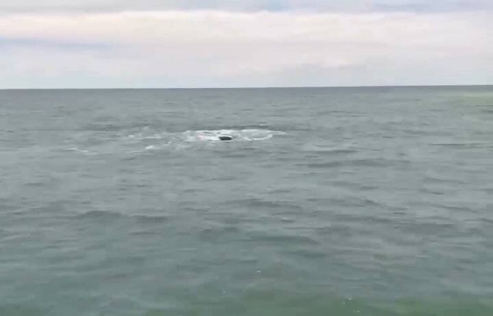 Así se vio desde un dron la ballena que sorprendió frente a Cariló