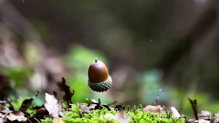 Corto sobre la vida de Kaia Minn - YouTube
