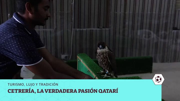 Cetrería en Doha, Qatar.