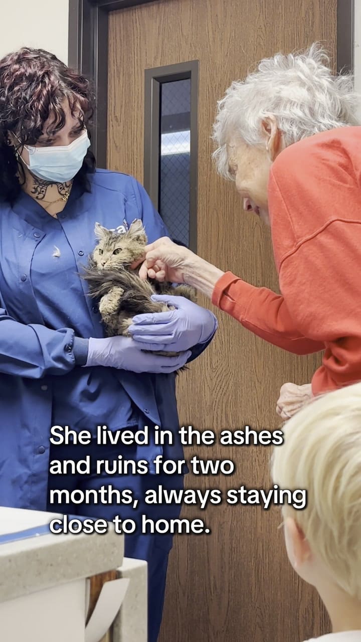 Aggie, la gata que sobrevivió al incendio de Los Ángeles