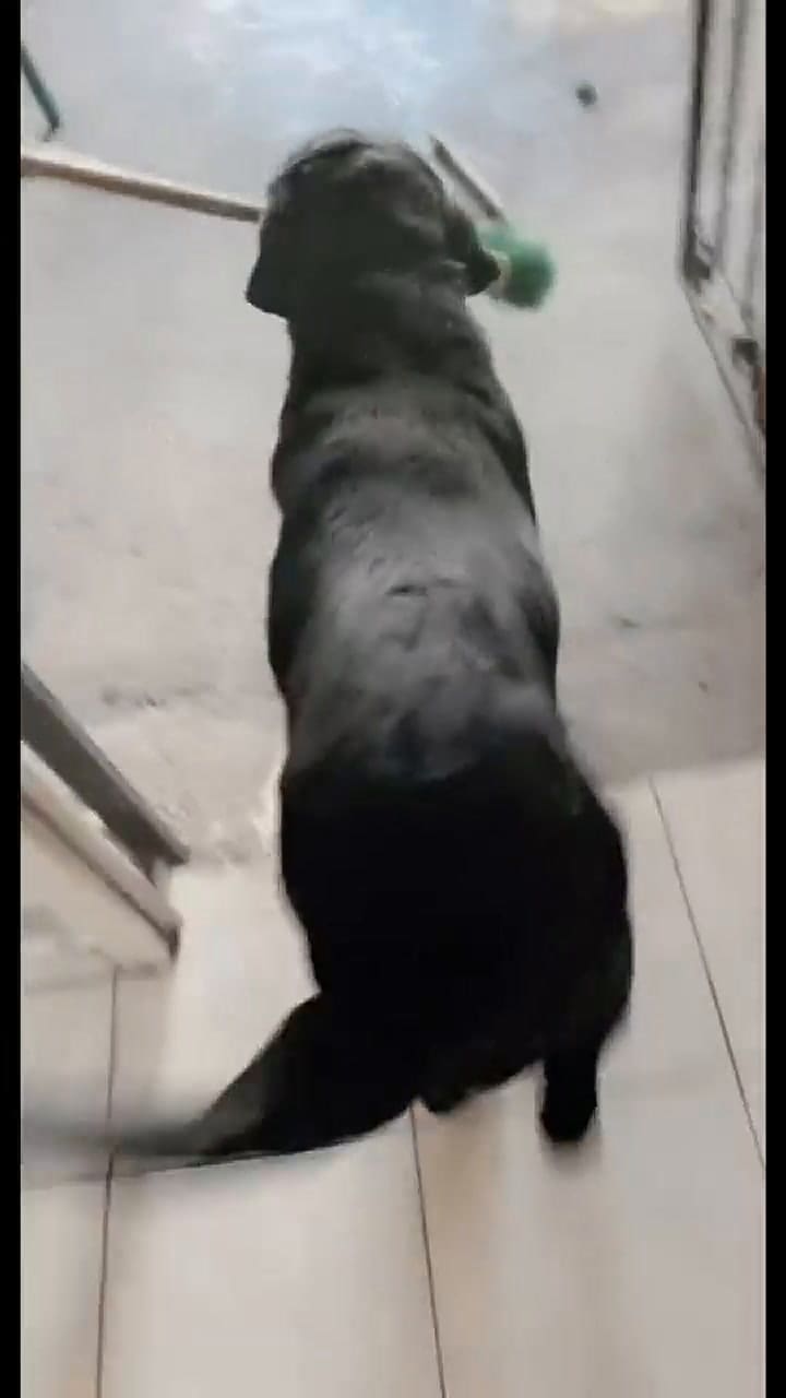 El tierno perro que ayuda en los quehaceres del hogar y conquista las redes