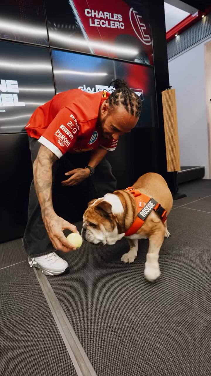 Roscoe, la mascota de Lewis Hamilton