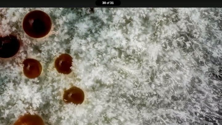 Una alfombra de Penicillium (Wim van Egmond)