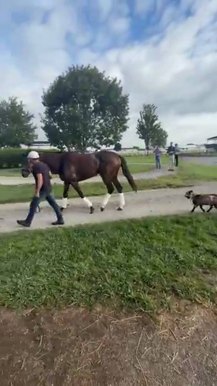 El caballo Burnham Square y la cabra Messi