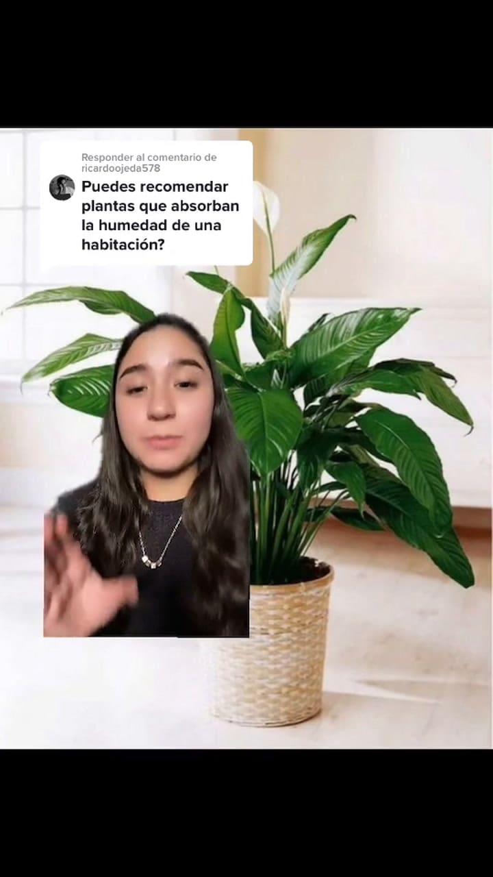 Responder A @Ricardoojeda578 ¿Cual Otra Planta Recomiendas #Fyp #Parati #Arquitecto #Foryou #Interirodesign #Aprendeentiktok #Arquitectura #Fypシ #Plantas