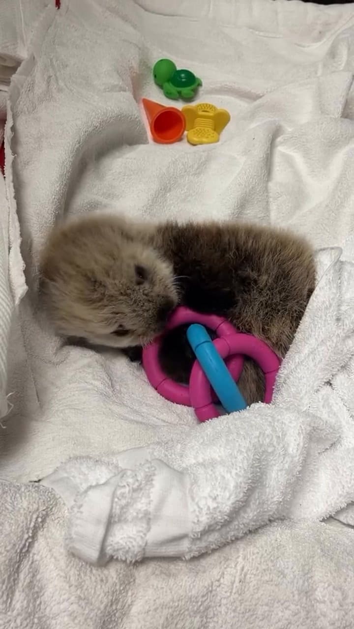 El video viral de una bebé nutria