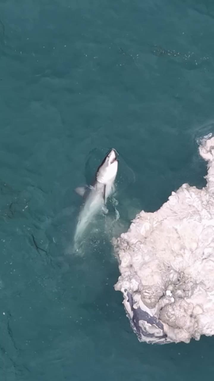 Los tiburones blancos que devoraron una ballena cerca de California