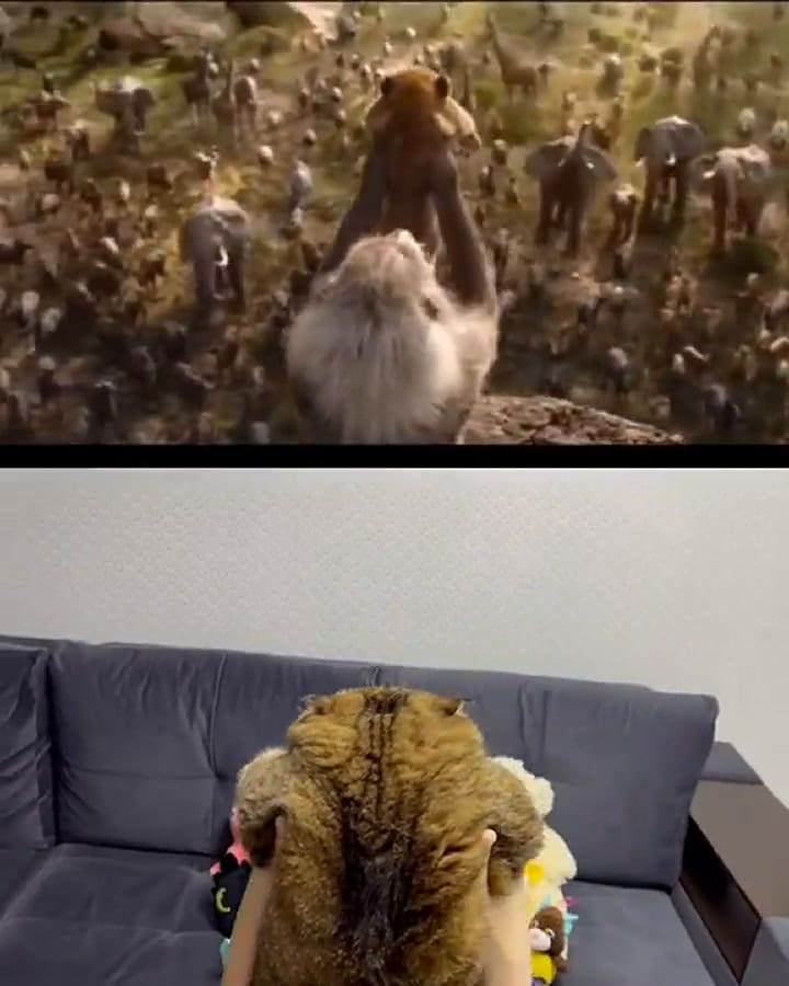 El gato imita a la perfección las escenas de El Rey león