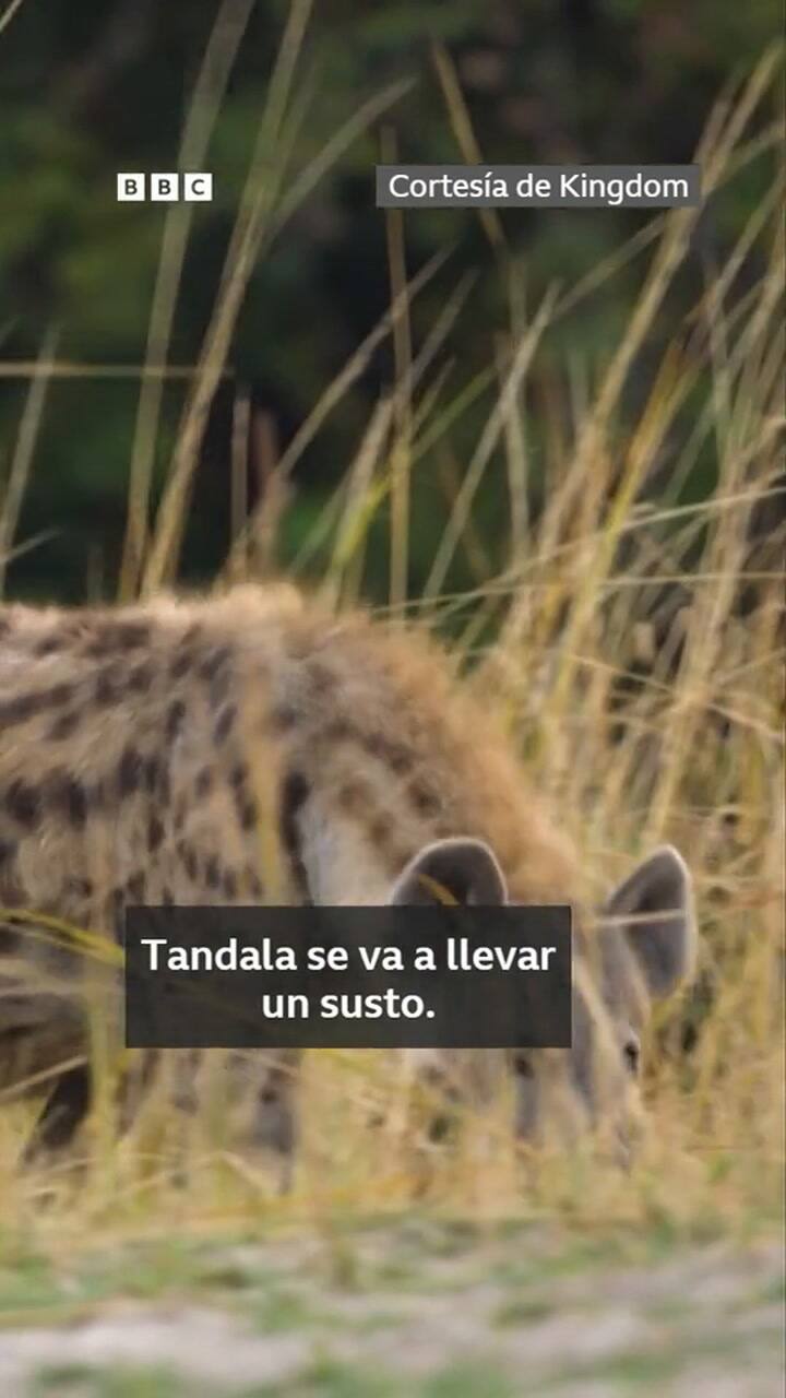 Un león salvó a una hiena preñada de una jauría de perros salvajes