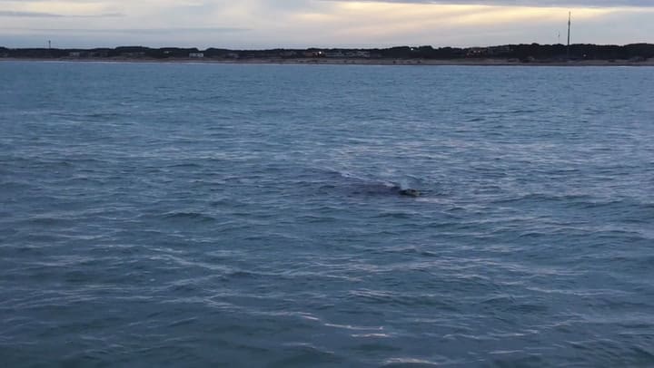 El espectacular paso de ballenas frente a Costa Esmeralda - Gentileza José Carné