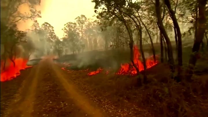 Una mujer se arriesga para rescatar a un koala quemado en un incendio forestal - Fuente: Reuters
